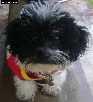 La foto del perro