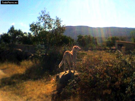 La foto del perro