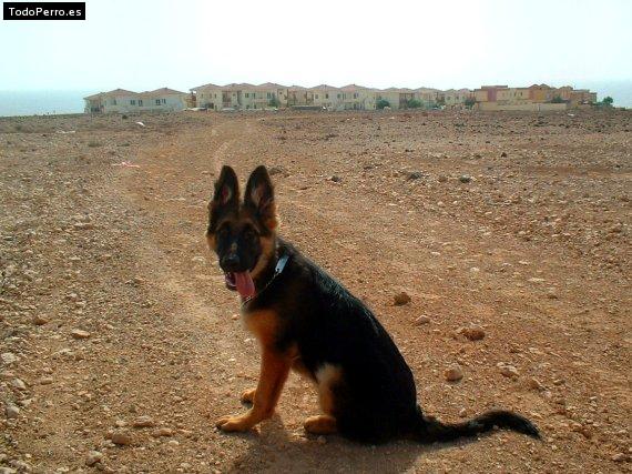 La foto del perro