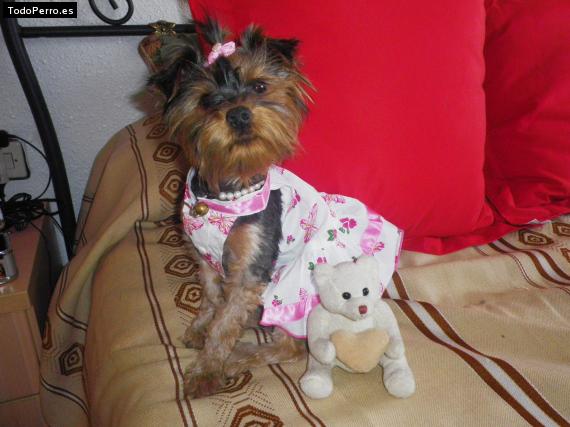 La foto del perro