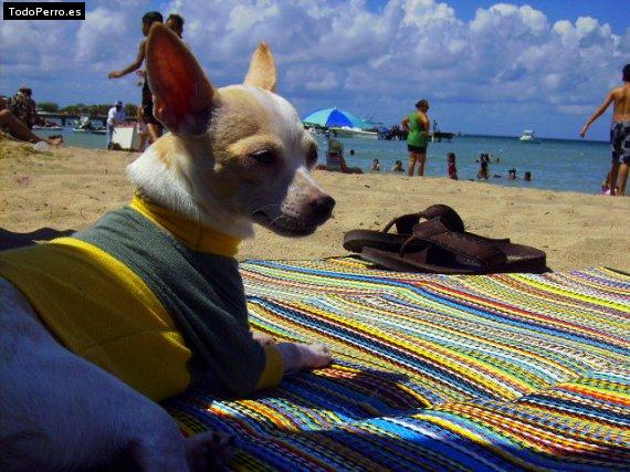 La foto del perro