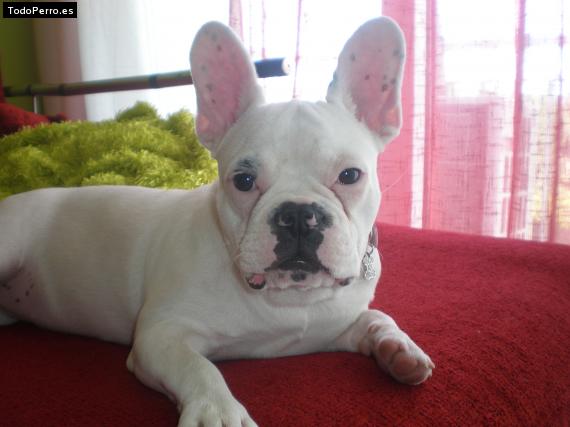 La foto del perro