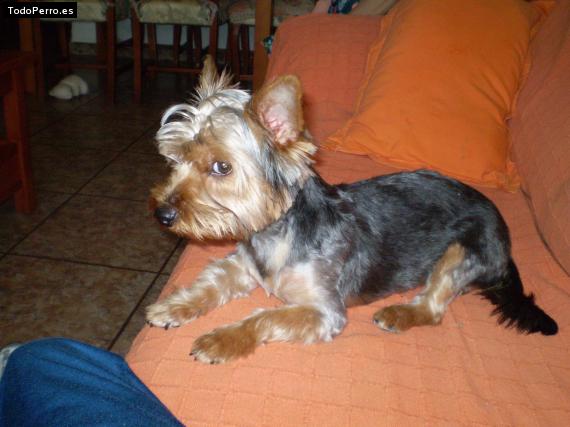 La foto del perro
