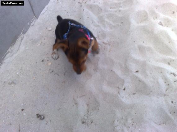 La foto del perro