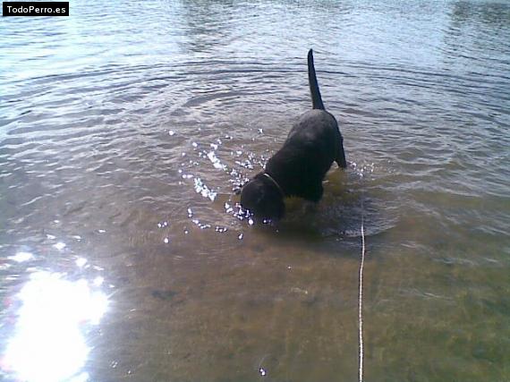 La foto del perro