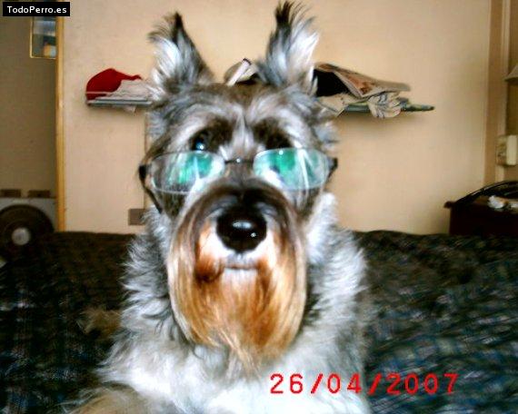 La foto del perro