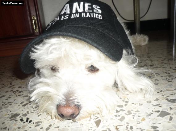 La foto del perro