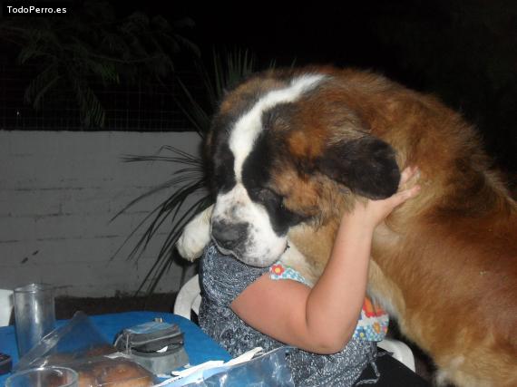 La foto del perro