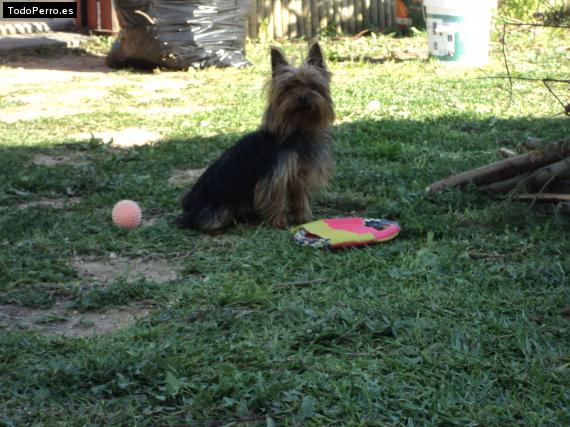 La foto del perro