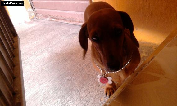 La foto del perro