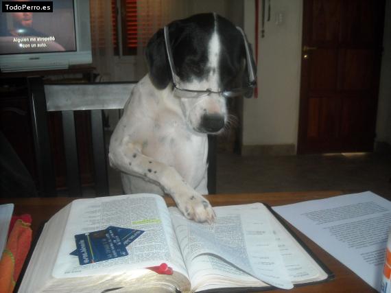 La foto del perro