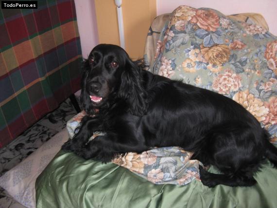 La foto del perro