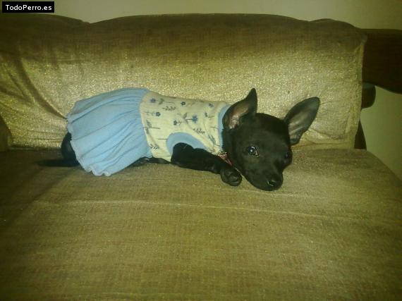 La foto del perro