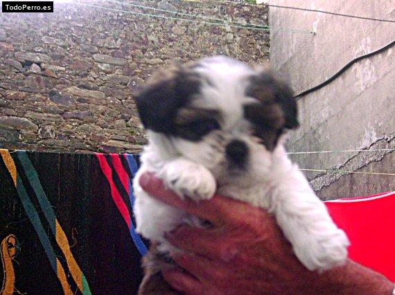 Foto del perro Momo