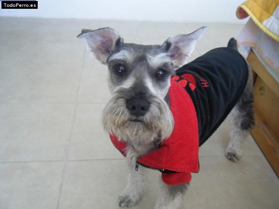 La foto del perro
