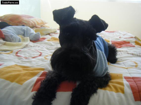 La foto del perro