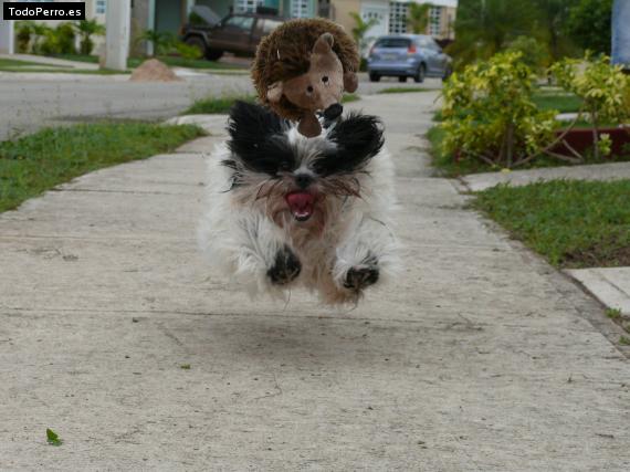 La foto del perro