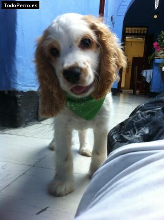 La foto del perro