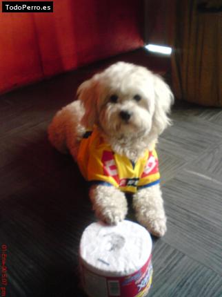 La foto del perro