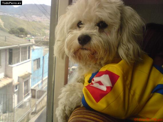 La foto del perro