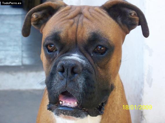 La foto del perro