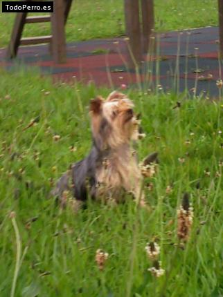 La foto del perro