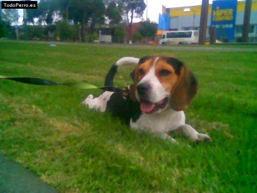 La foto del perro