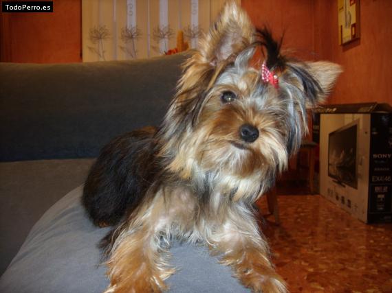 La foto del perro