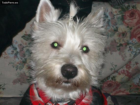 La foto del perro