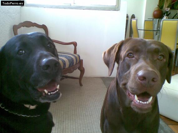 La foto del perro