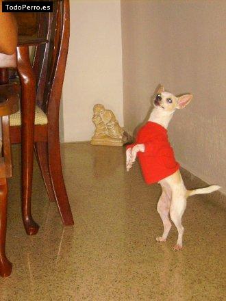 La foto del perro