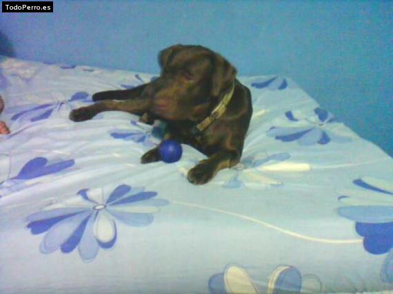 La foto del perro