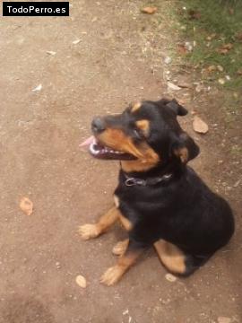 La foto del perro