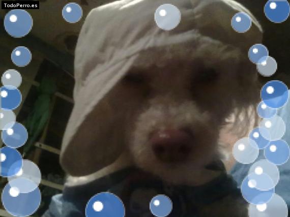 La foto del perro