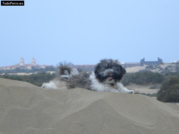 La foto del perro