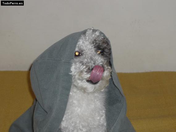 La foto del perro