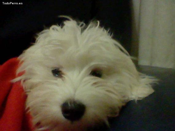 La foto del perro