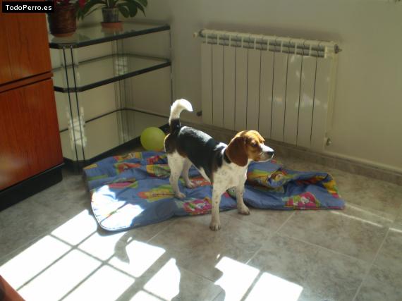 La foto del perro