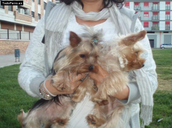 La foto del perro