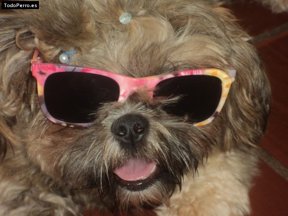 La foto del perro
