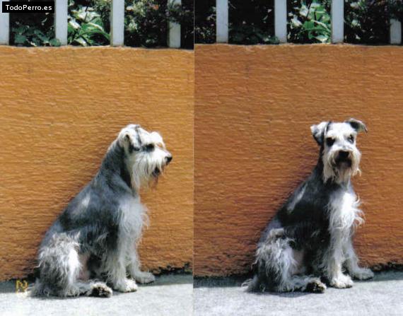 La foto del perro