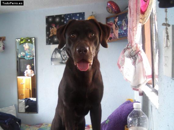 La foto del perro