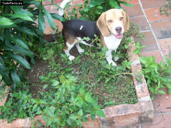 La foto del perro