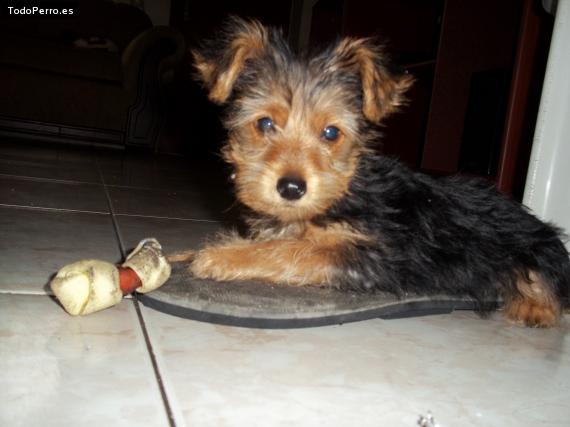 La foto del perro