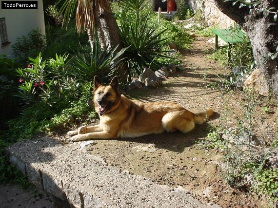La foto del perro