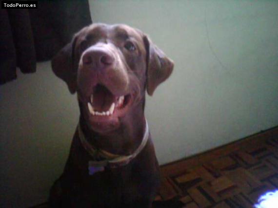 La foto del perro