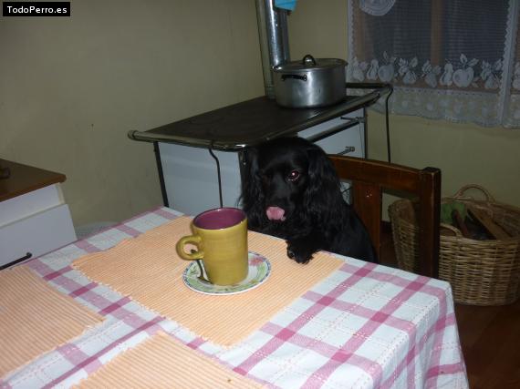 La foto del perro