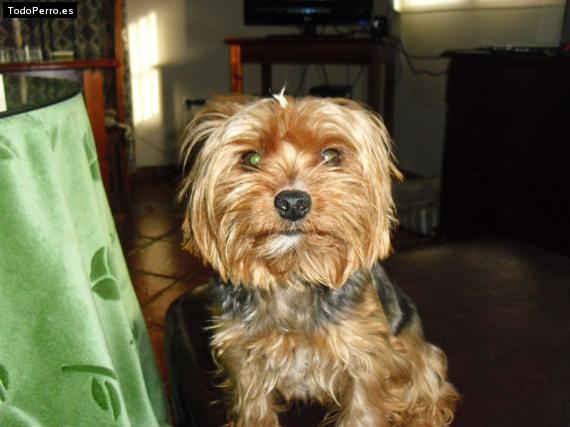 La foto del perro