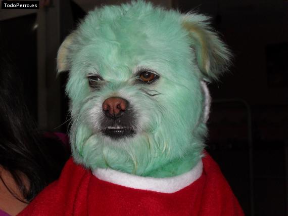 La foto del perro