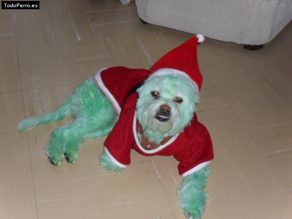 La foto del perro